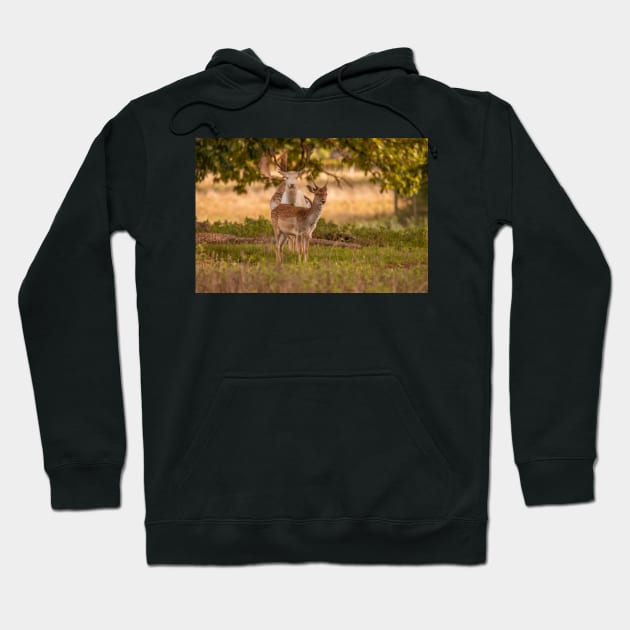 Fallow deer in autumn Hoodie by AYatesPhoto